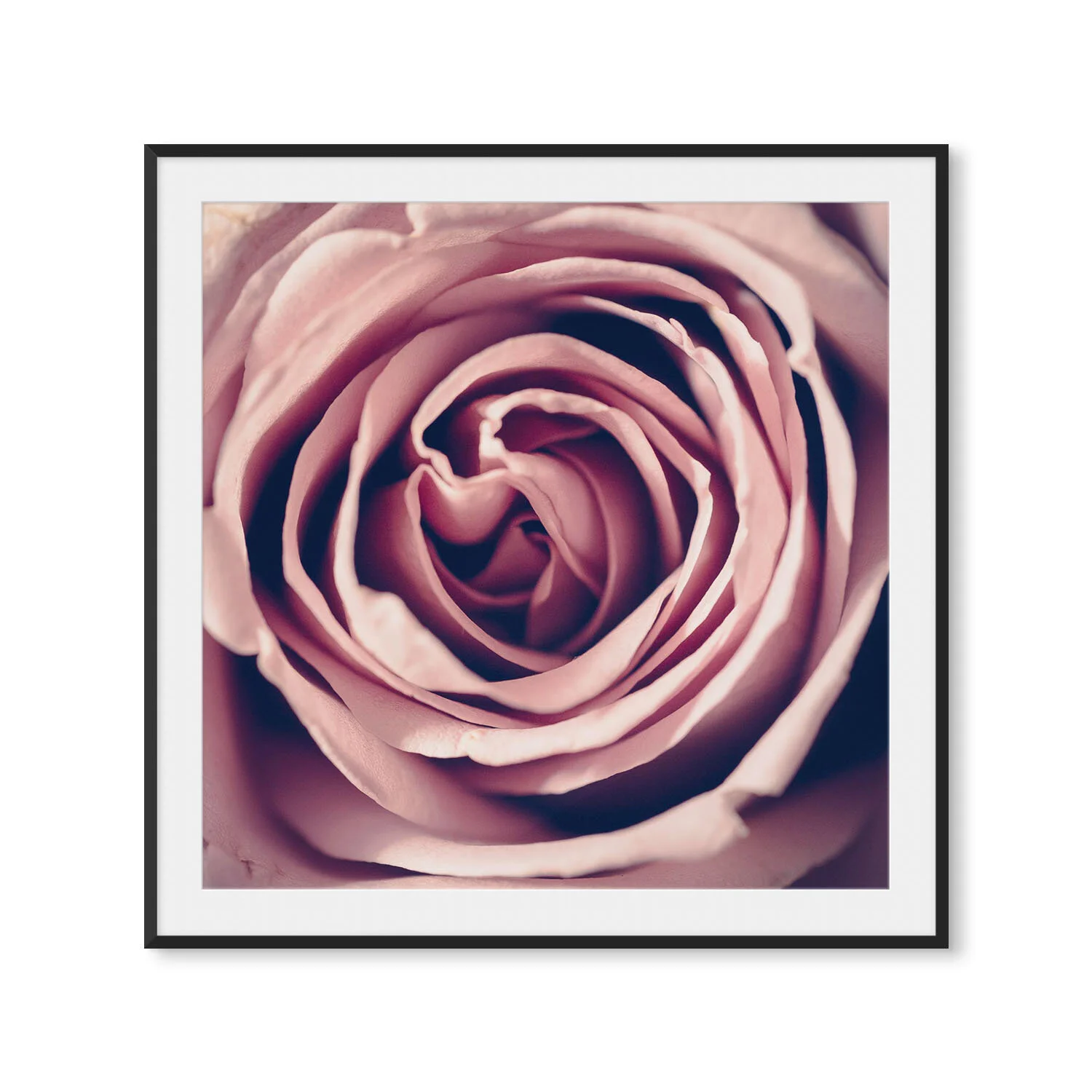 Pink+Rose_Square+II_Matte+